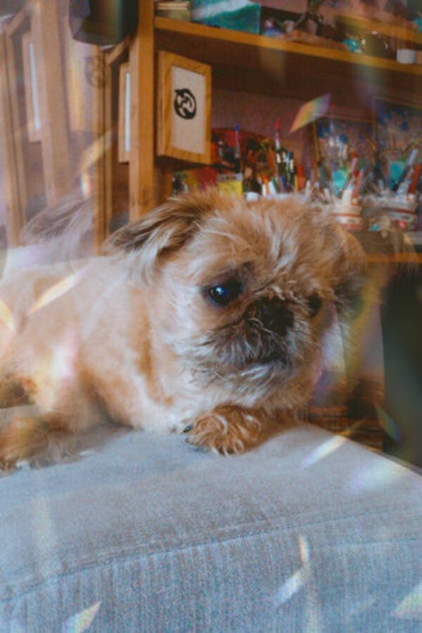 Hund
