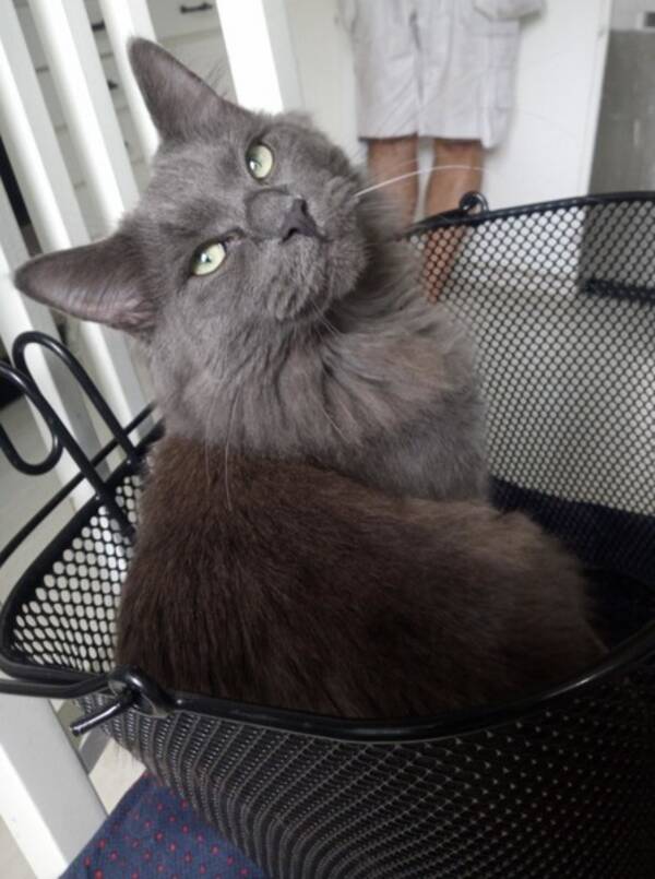 Katt