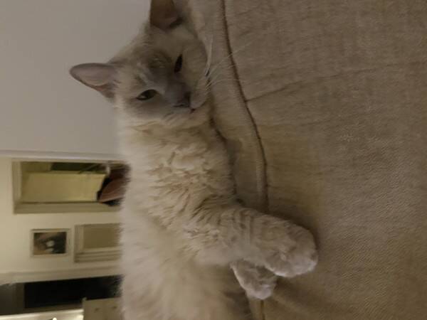Katt