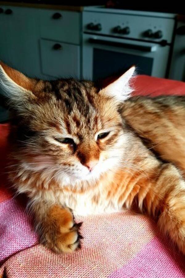 Katt