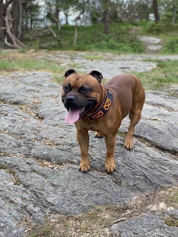 Hund