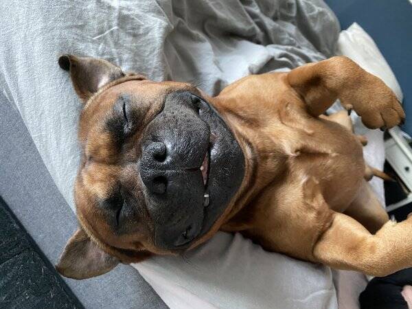 Hund