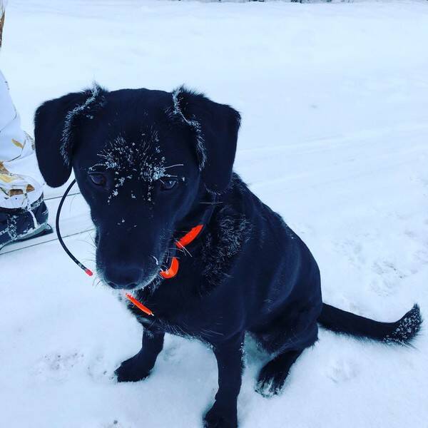 Hund