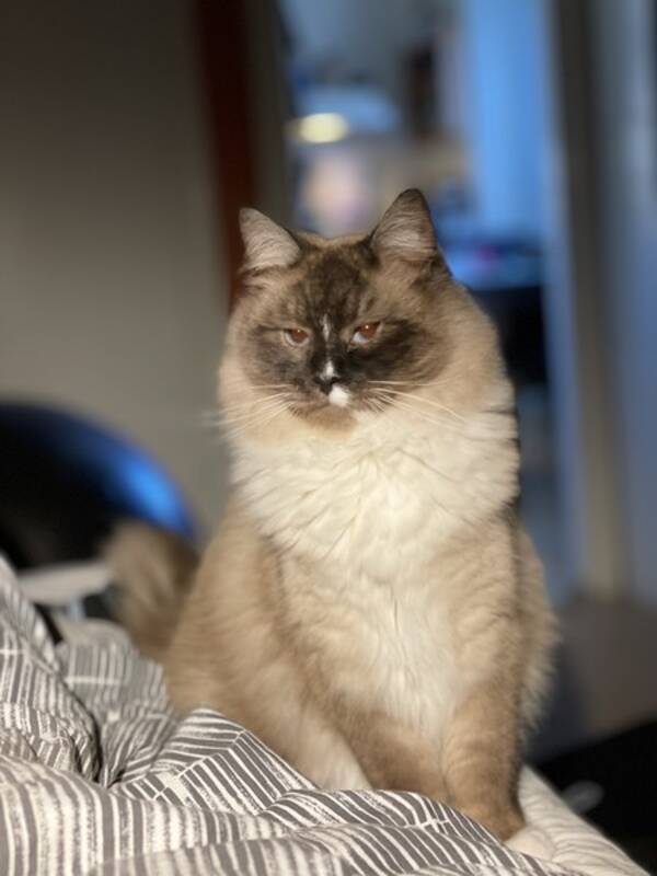 Katt