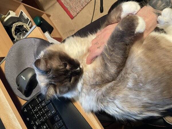 Katt