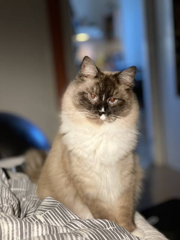 Katt