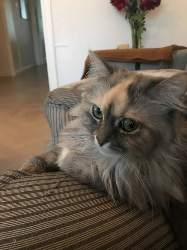 Katt Katt