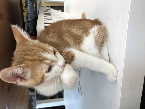 Katt