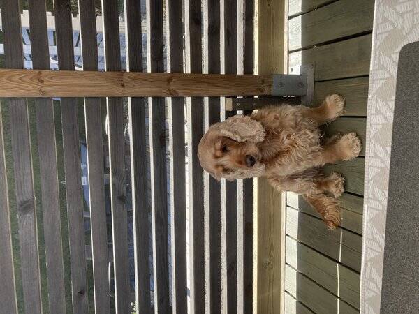 Hund