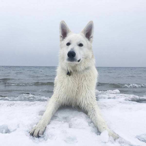 Hund Hund