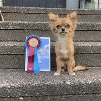 Chihuahuan Evee Chihuahuan Evee