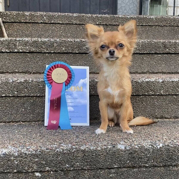 Hund - Chihuahuan Evee