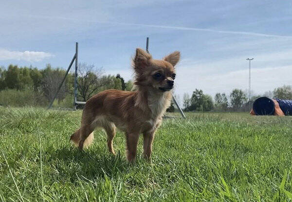 Hund - Chihuahuan Evee