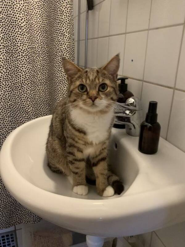 Katt