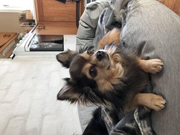 Hund