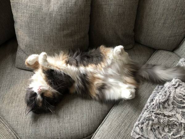Katt