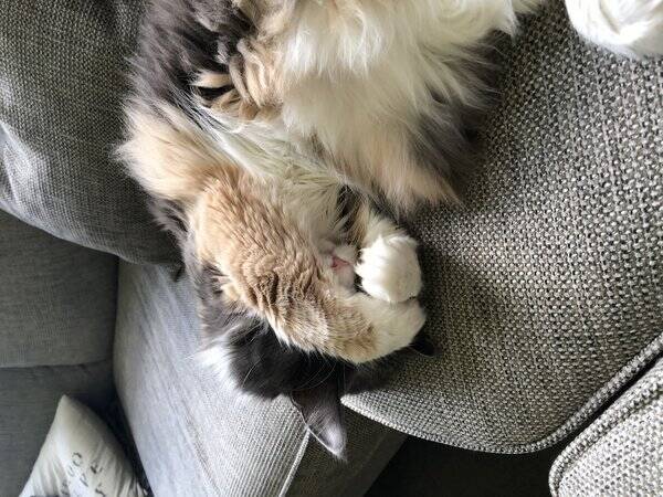 Katt