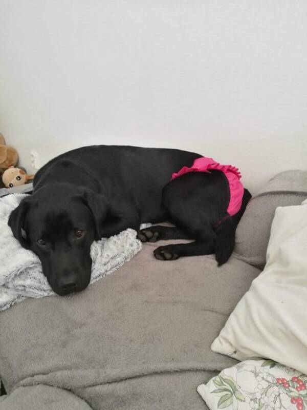 Hund Hund