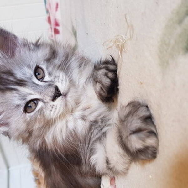 Katt