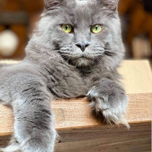 Katt