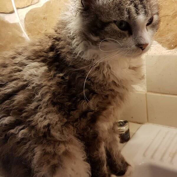 Katt