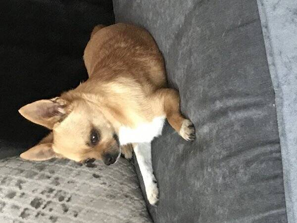 Hund