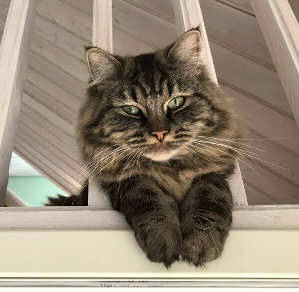Katt