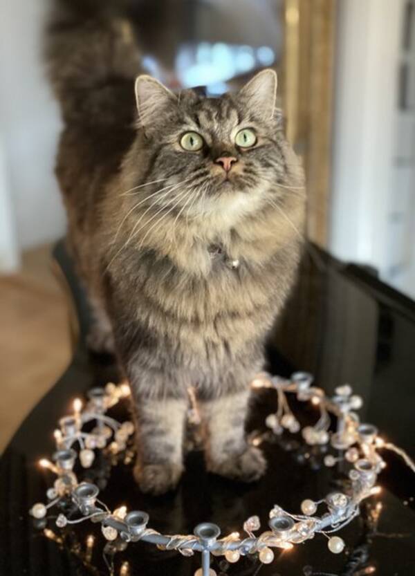 Katt