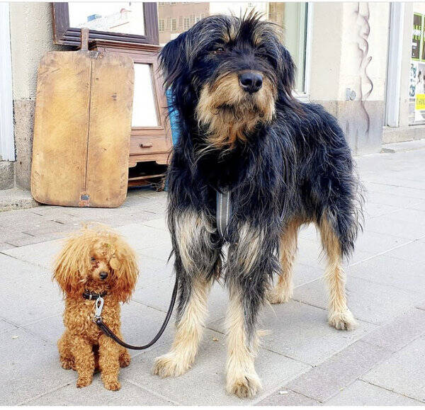 Hund