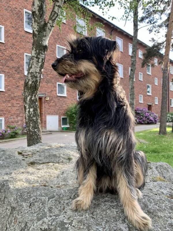 Hund