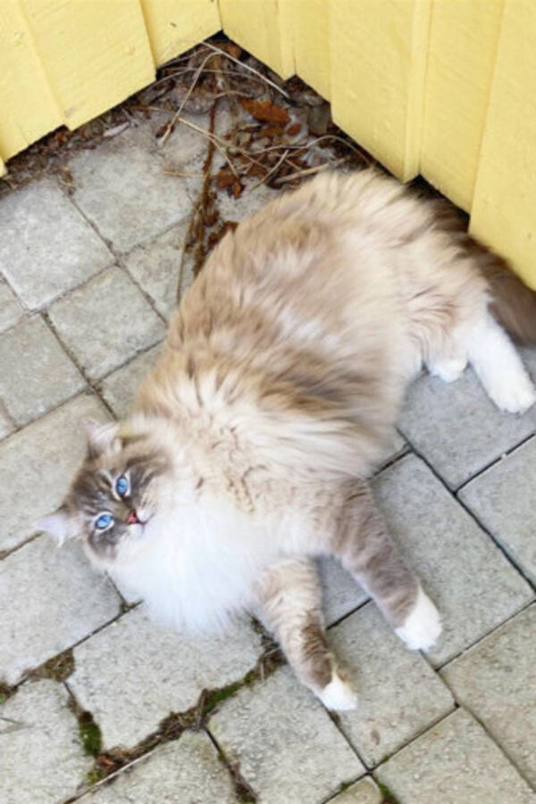 Katt