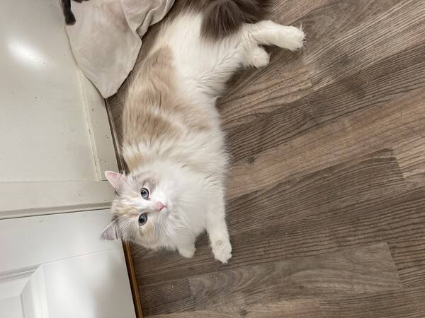 Katt
