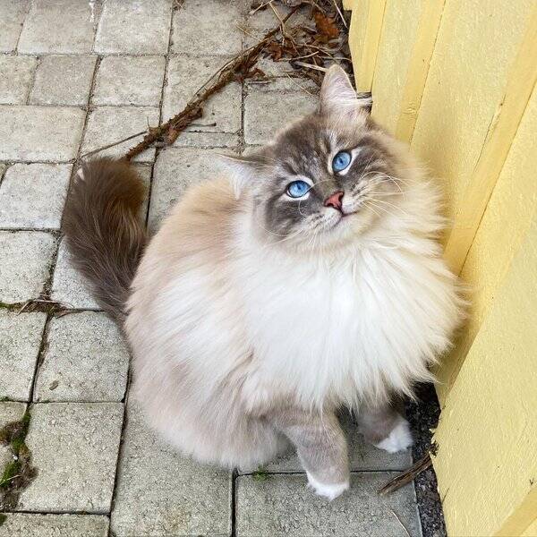 Katt