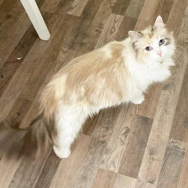 Katt