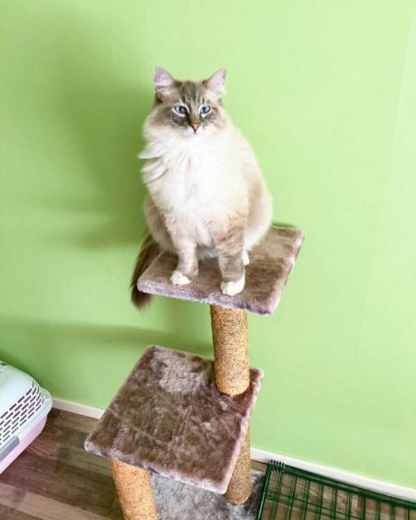 Katt