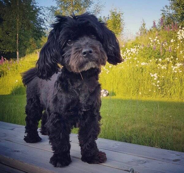 Hund