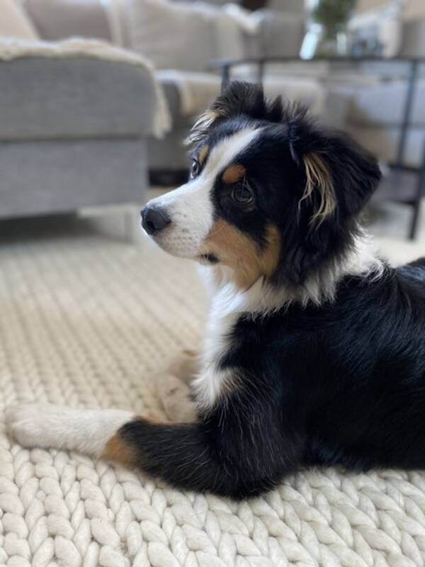 Hund - MAS Miniature American  Shepherd