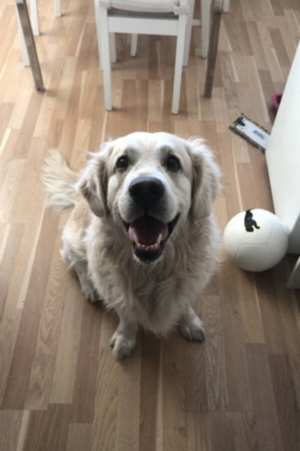 Hund
