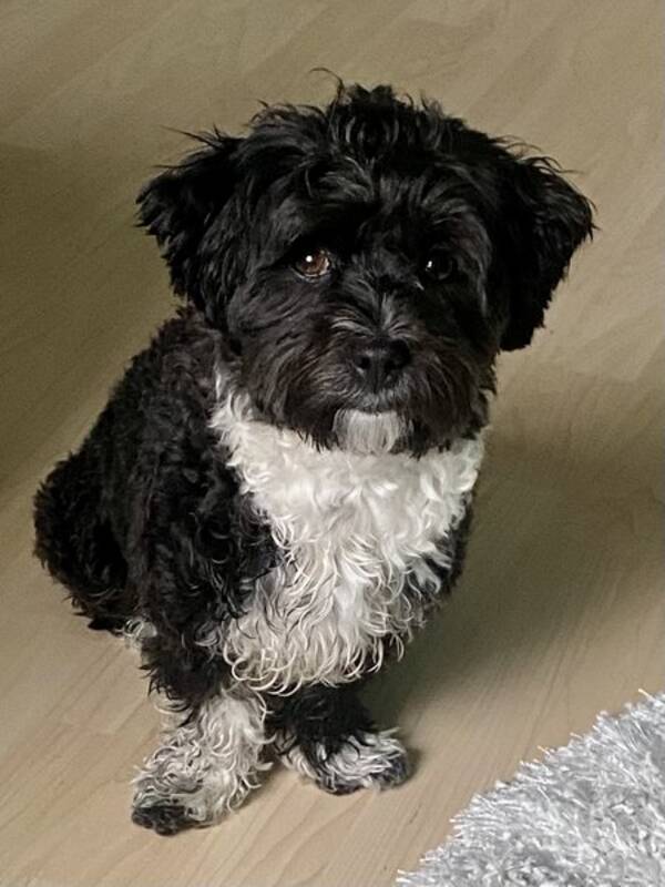 Hund - Bichon havanaisen Saga