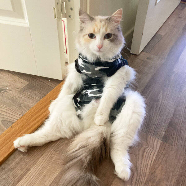 Katt