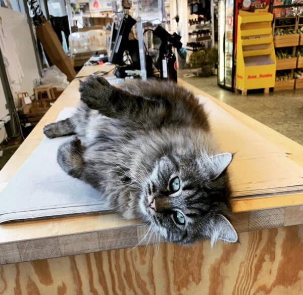 Katt