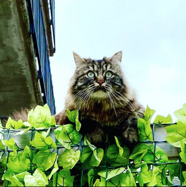 Katt