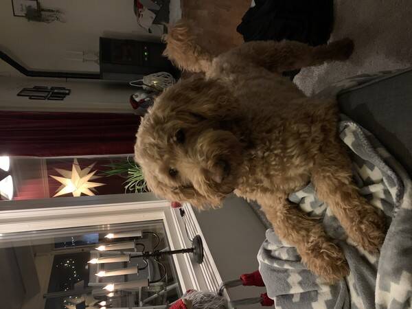 Hund - Goldendoodlen Abbe