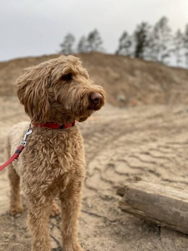 Hund - Goldendoodlen Abbe