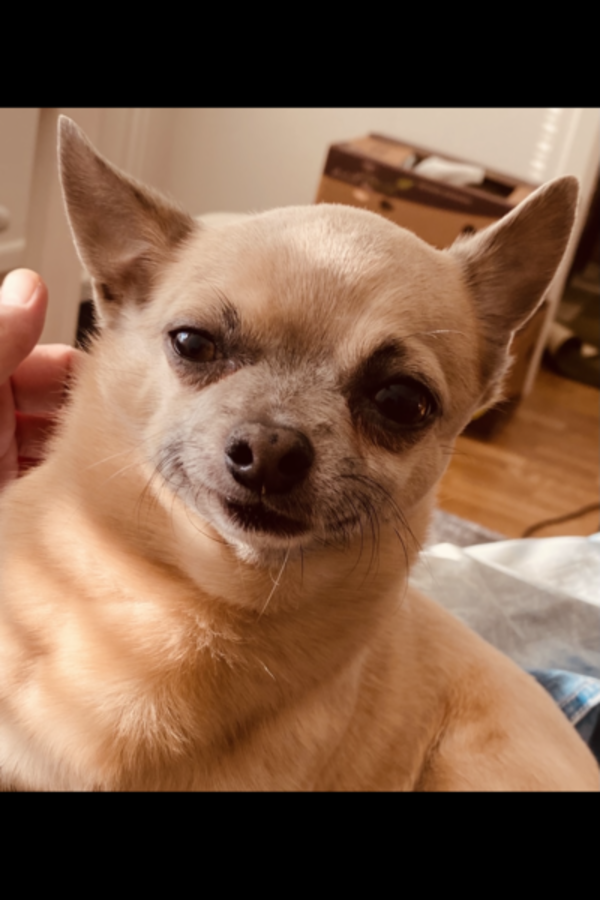 Hund