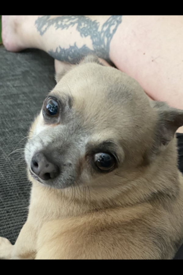Hund
