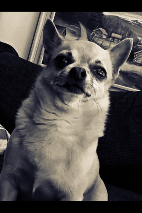 Hund