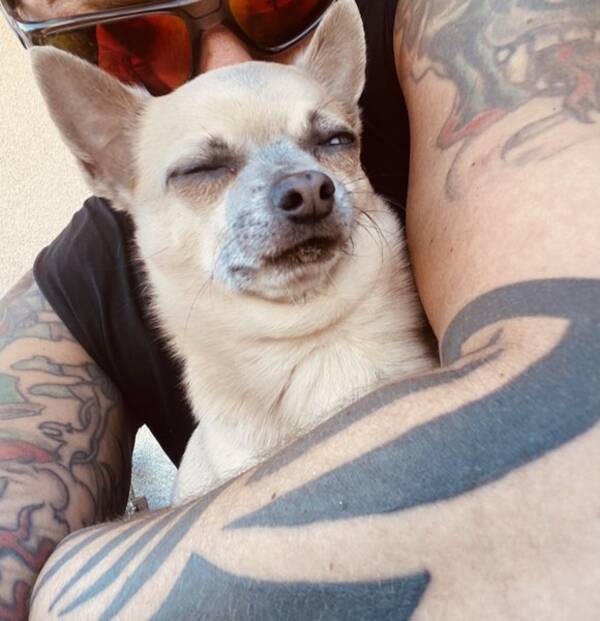 Hund