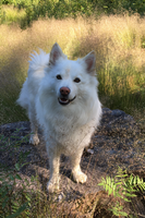 Olga, Finsk lapphund
