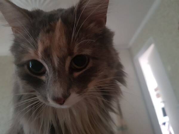 Katt